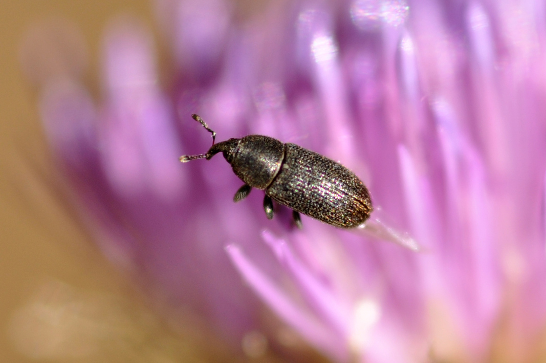 Piccolo curculionidae da ID - Mecinus pyraster